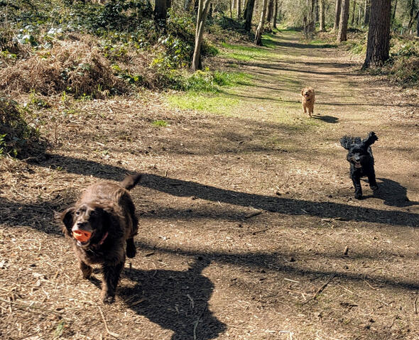 These Pups Agree, Best Dog Walks in Stratford-upon-Avon