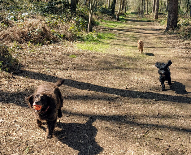 Best Dog Walks in Stratford-upon-Avon These Pups Agree, Best Dog Walks in Stratford-upon-Avon