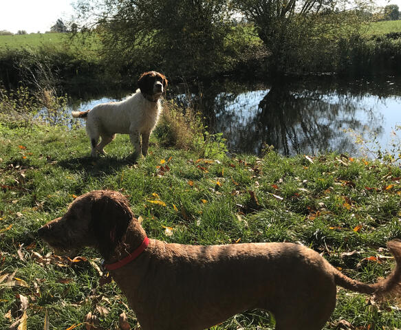 Dog Walking Adventures
