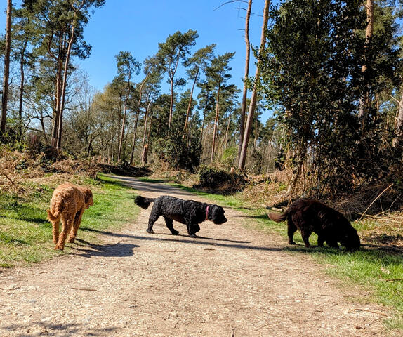 Local dog walkers