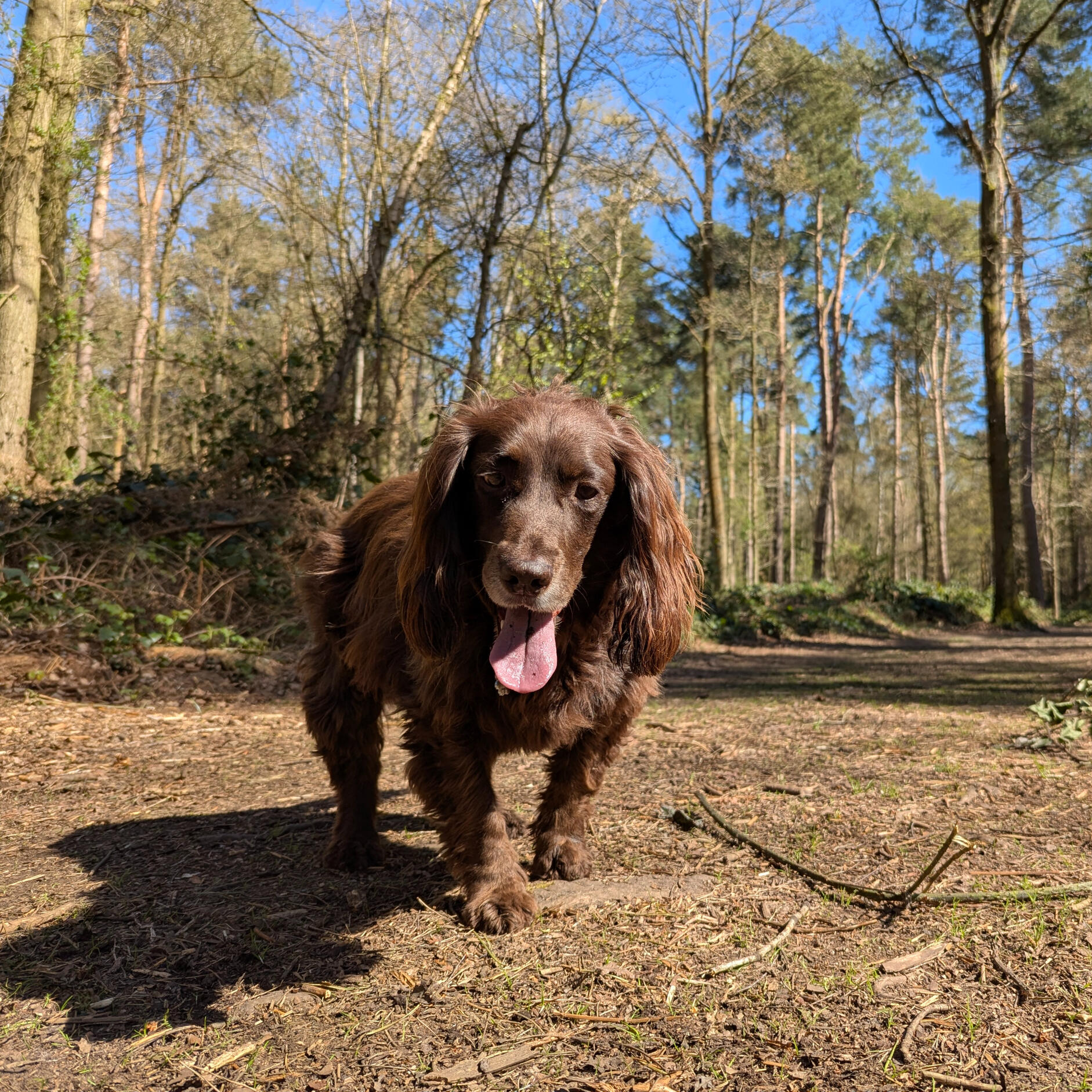 Dog walking Stratford-upon-Avon
